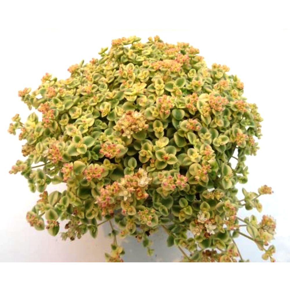 Sedum pellucida little missy