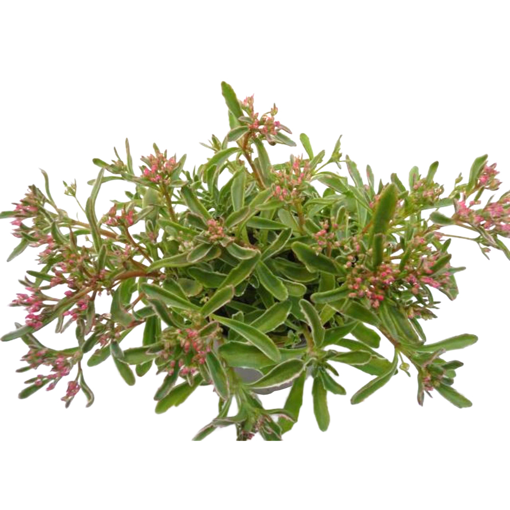 Sedum spurium variegatum