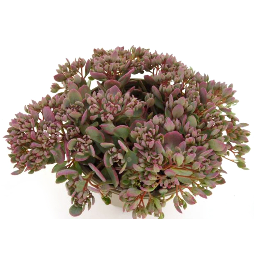 Sedum cauticolum