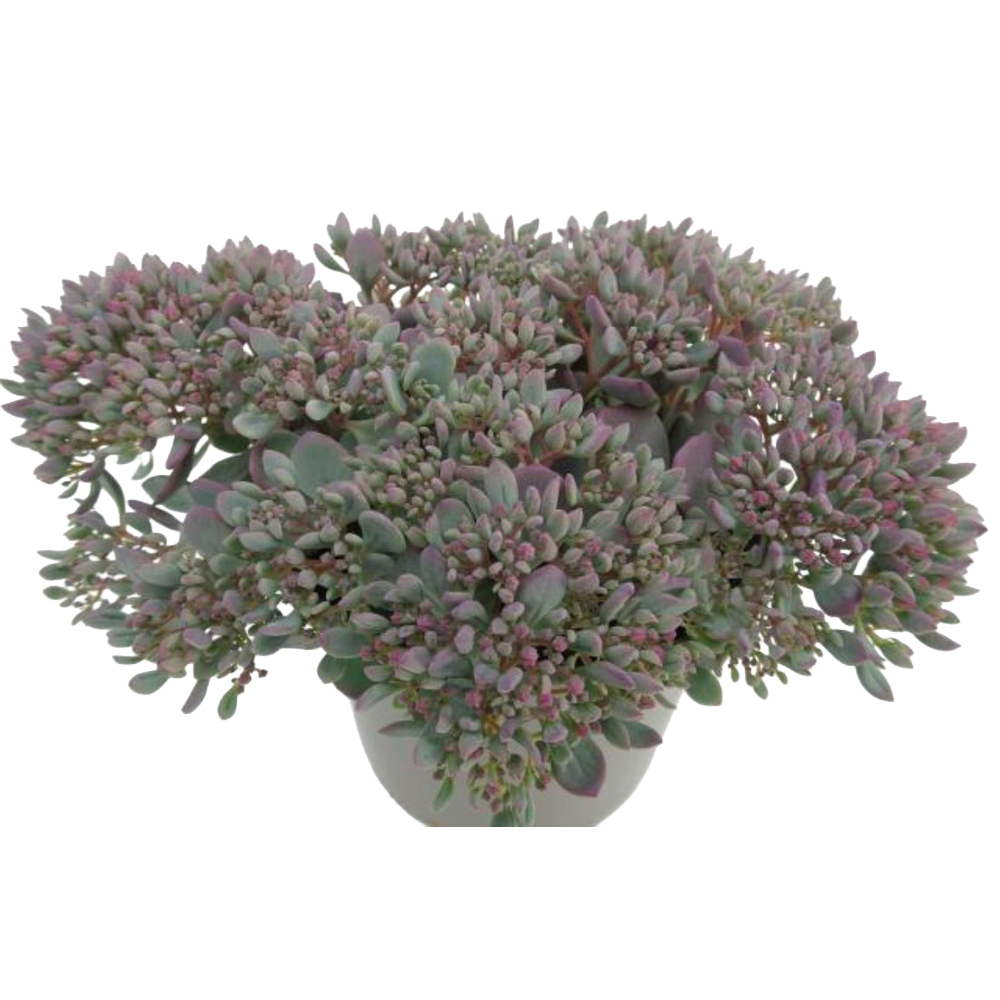 Sedum painted pebble