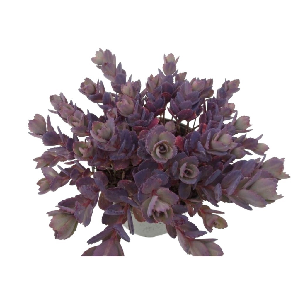 Sedum red canyon