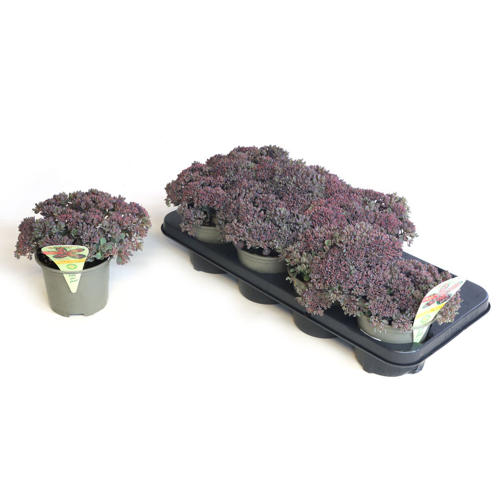 Sedum cauticolum rocky