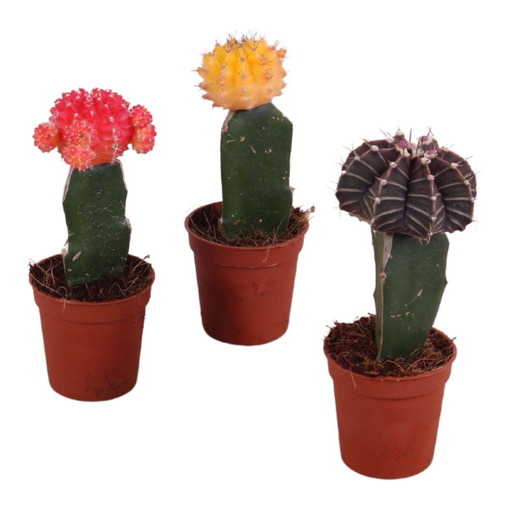 gymnocalycium (cactus greffé)