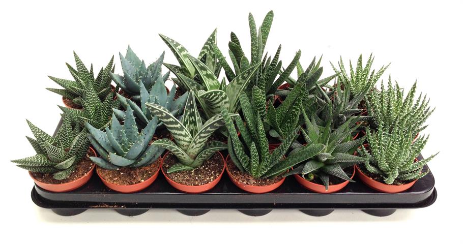 aloe