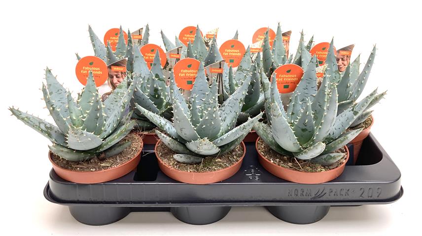 aloe