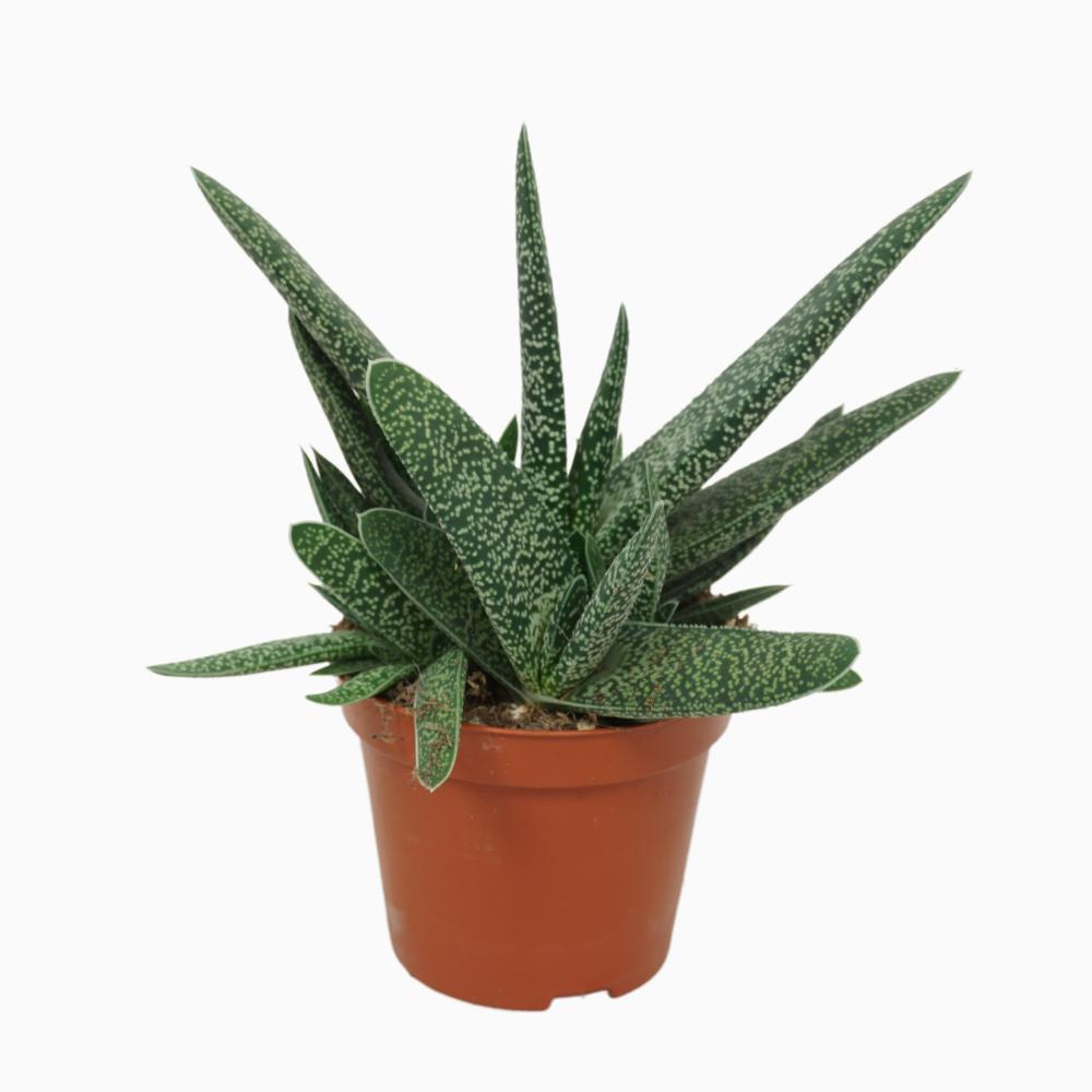 gasteria