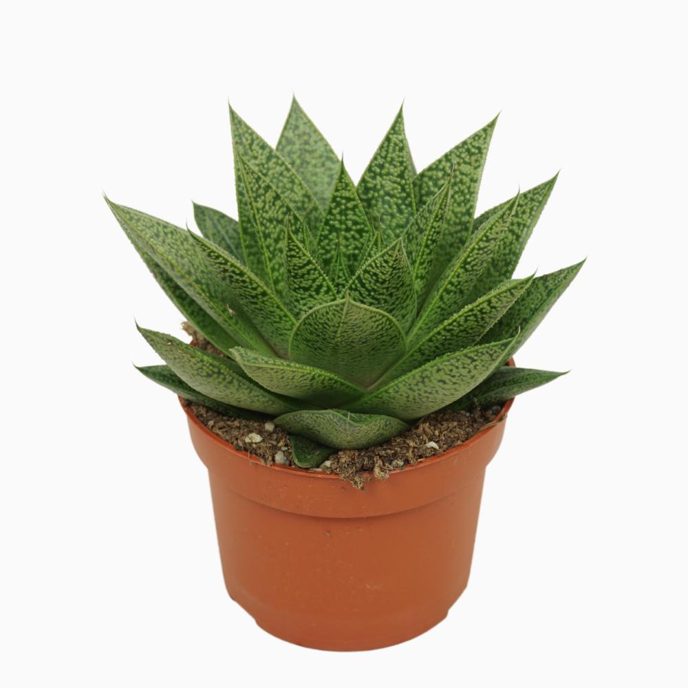 gasteria