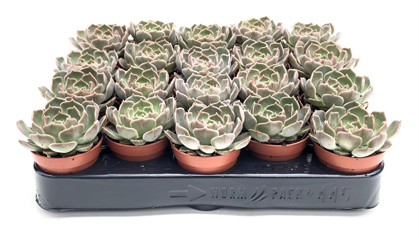echeveria