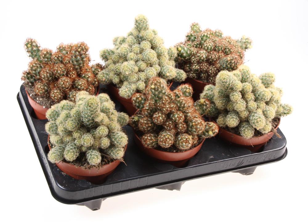 Mammillaria