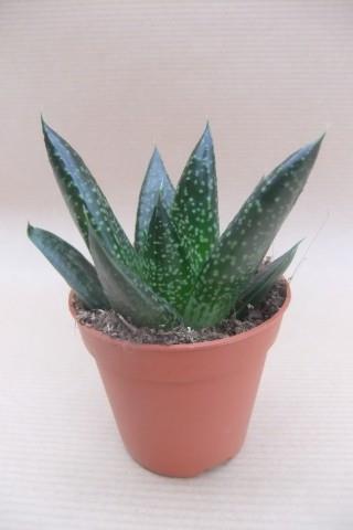 gasteria