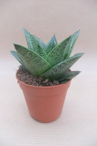 Gasteria
