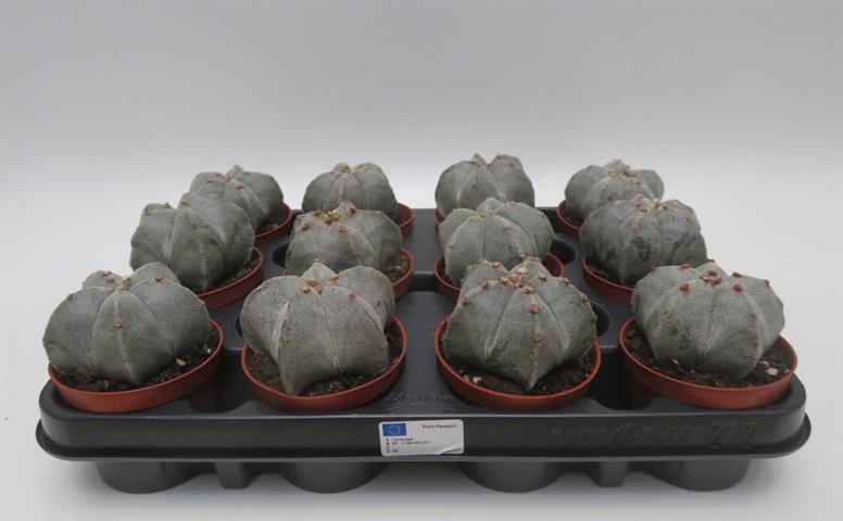 Astrophytum