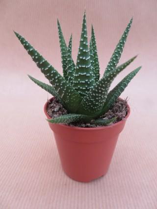 Haworthia