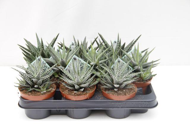 Haworthia