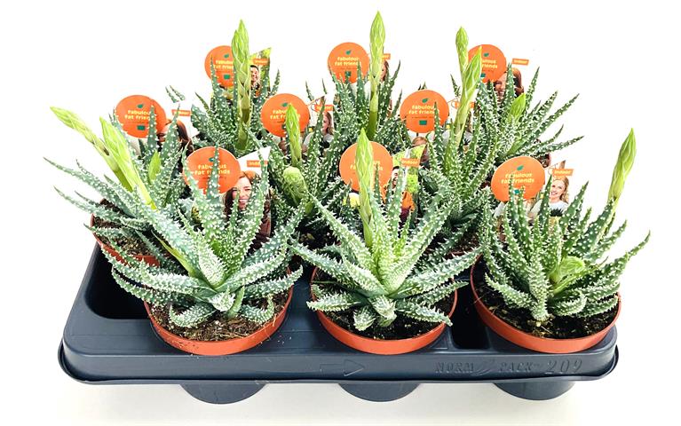 aloe