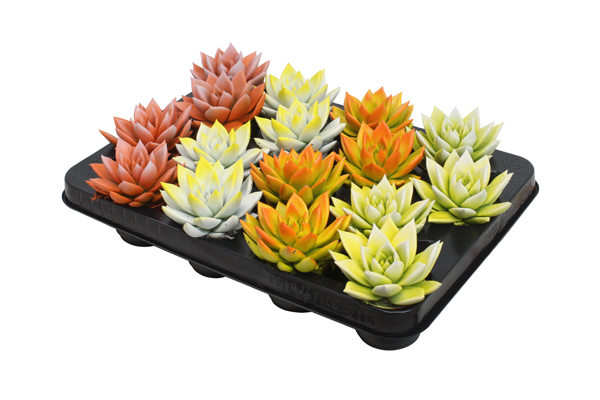 Echeveria