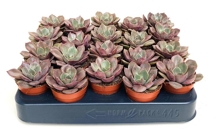 echeveria