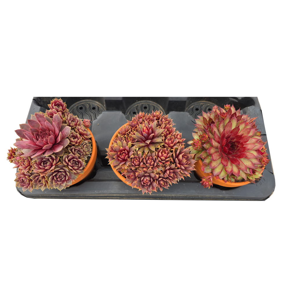 Sempervivum chick charms