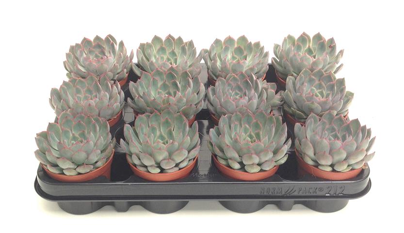 echeveria