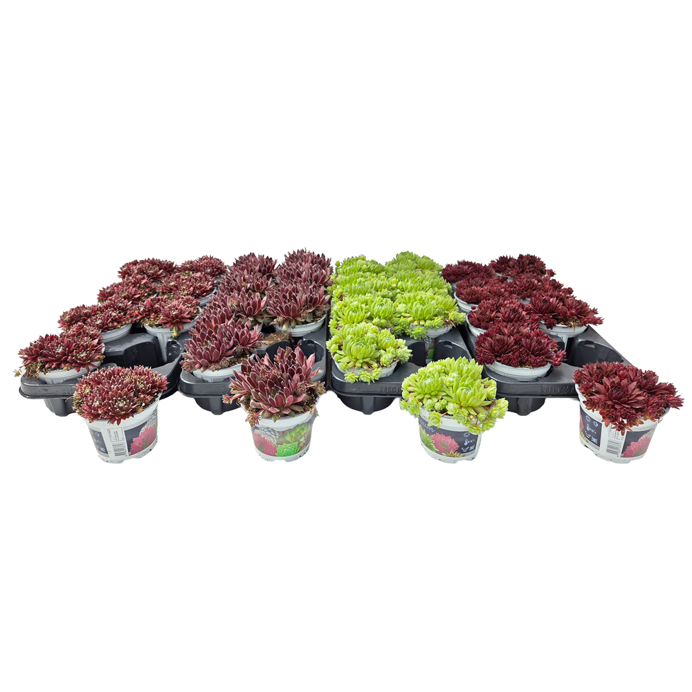 Sempervivum