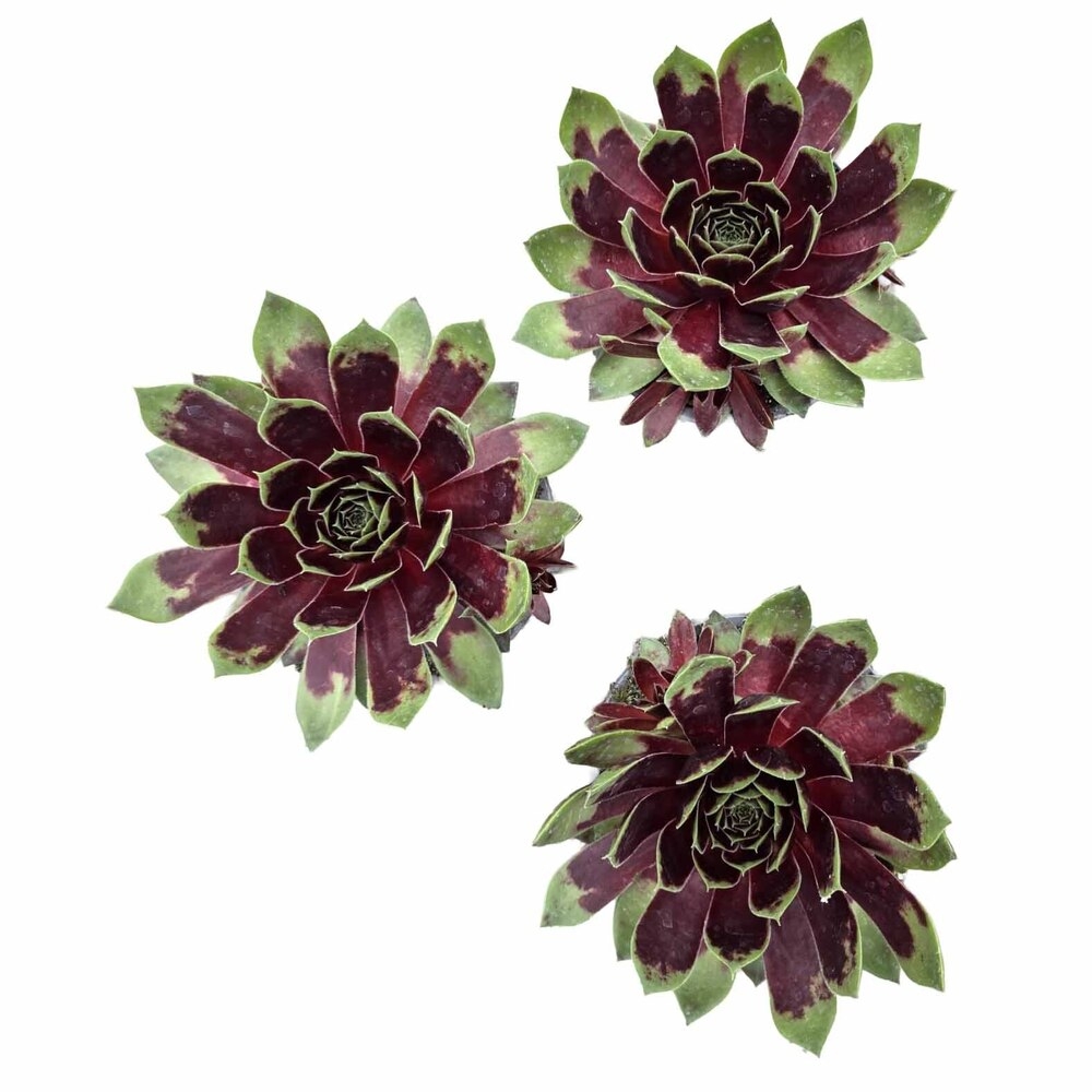 Sempervivum