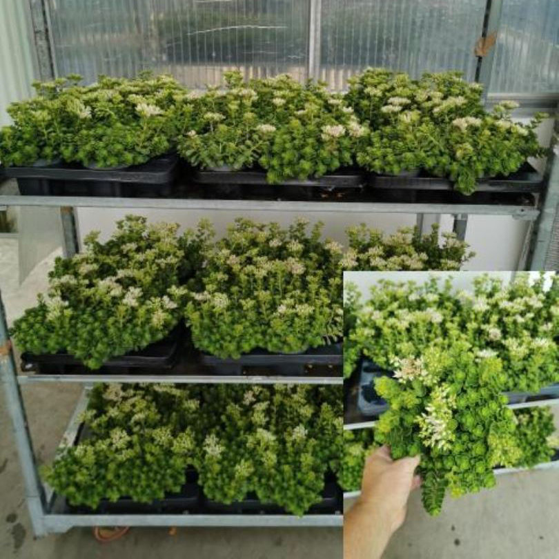 Sedum album