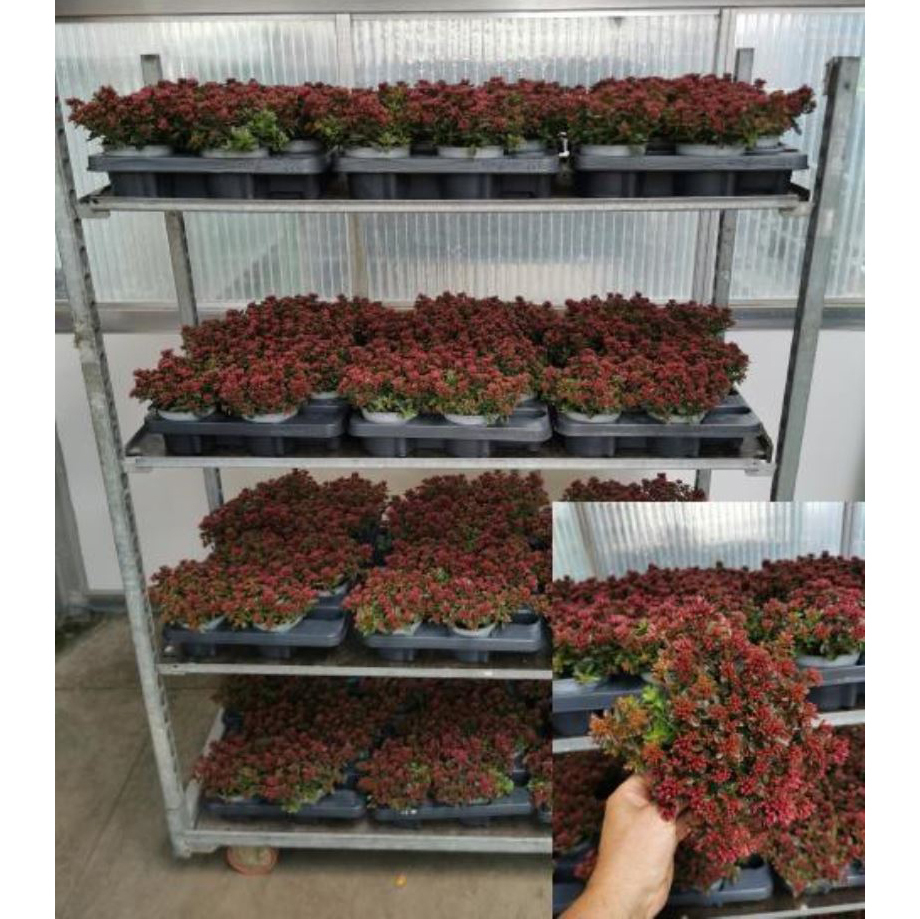 Sedum spot on deep rose