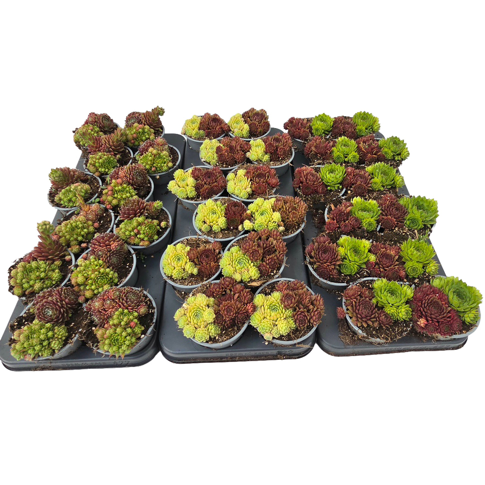 Sempervivum twin