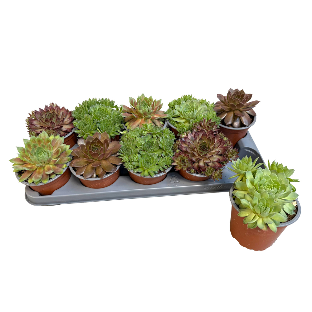 Sempervivum