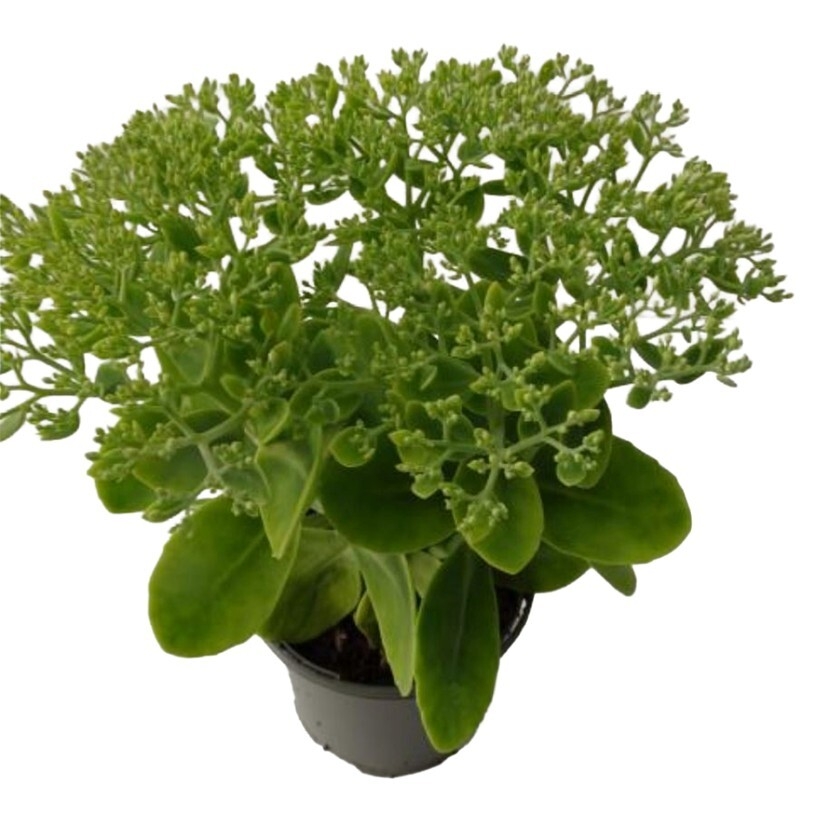 Sedum
