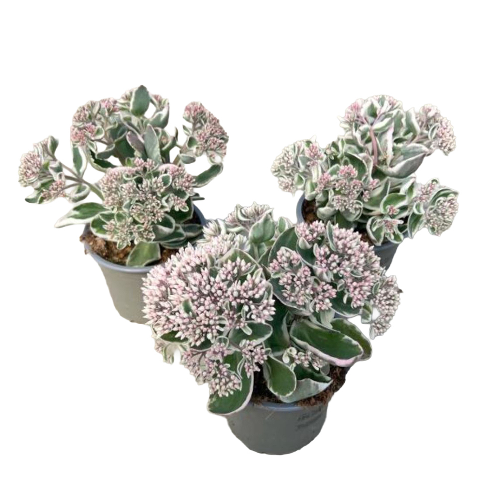 Sedum telephium la vie en rose