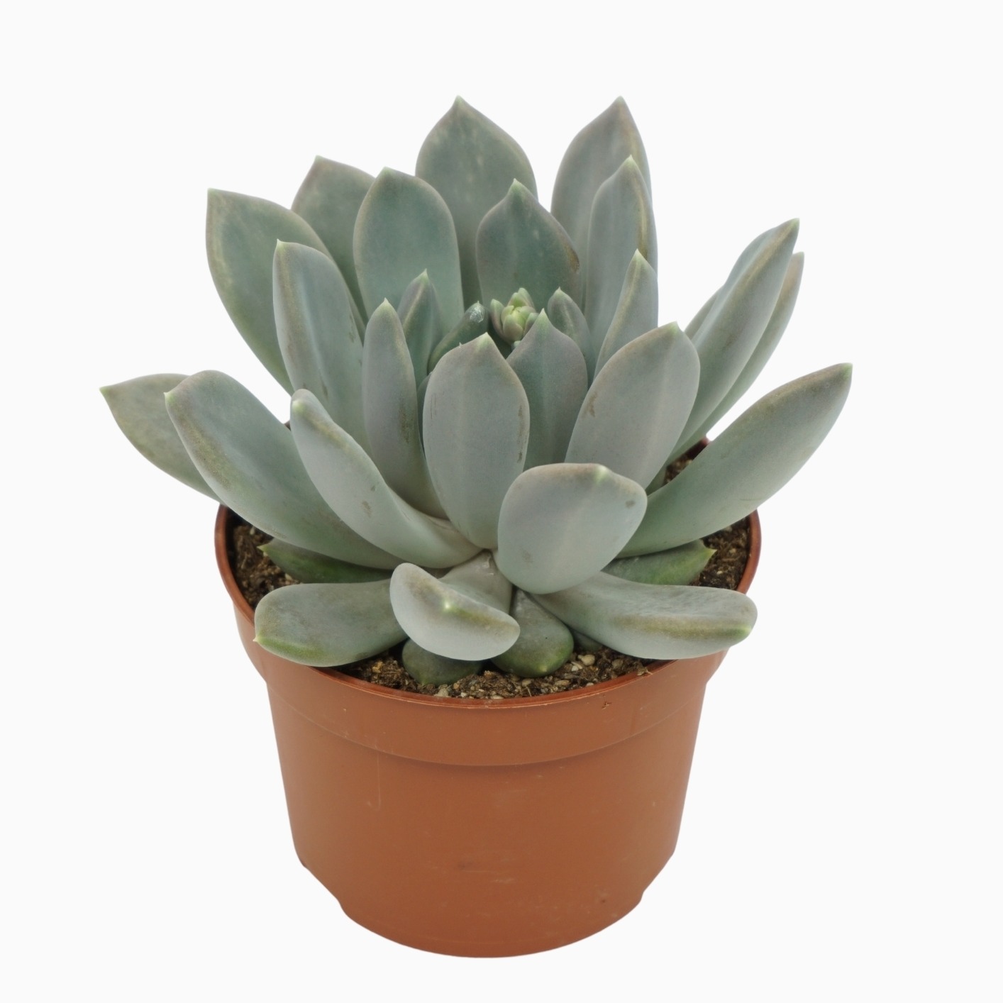 Pachyphytum