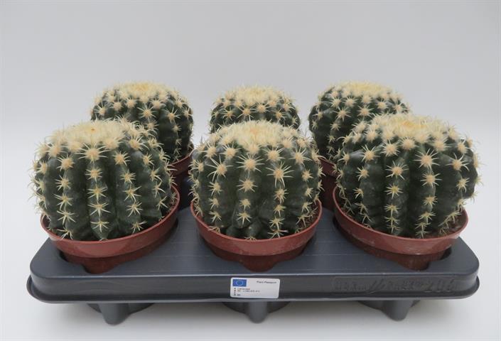 echinocactus