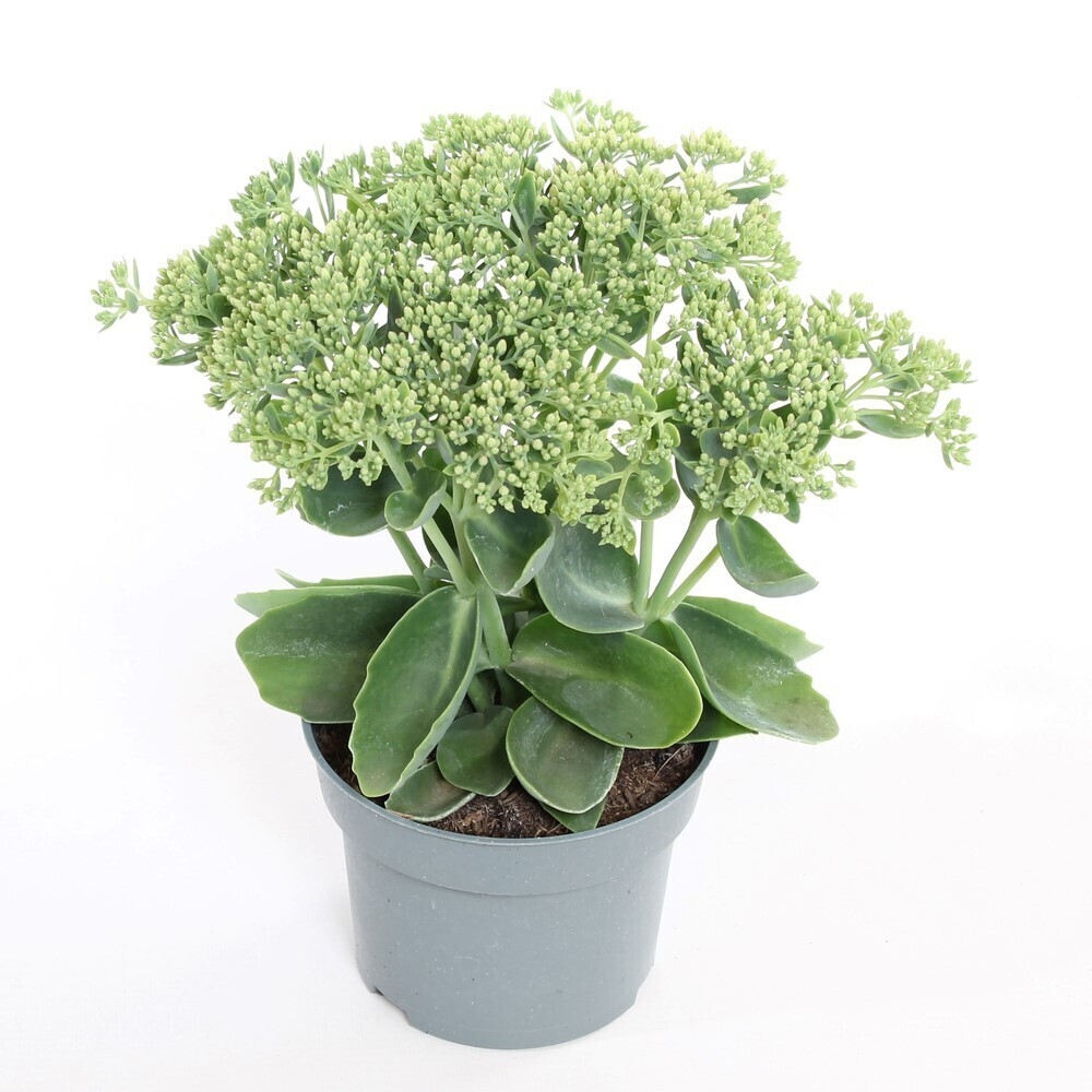 Sedum telephium herbstfreude