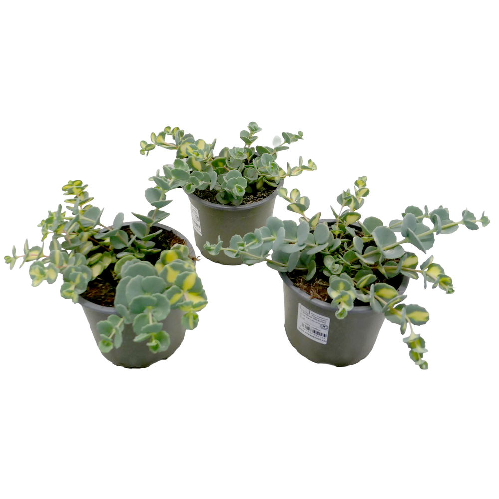 Sedum sieboldii