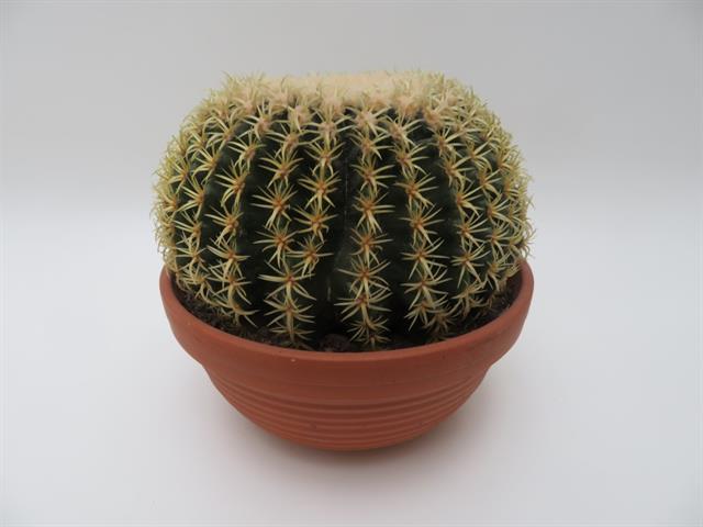 echinocactus