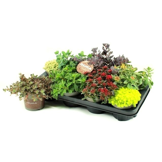 Sedum dura