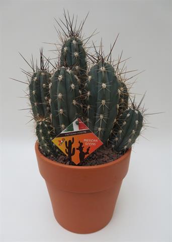 Stetsonia