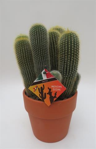 Eriocactus