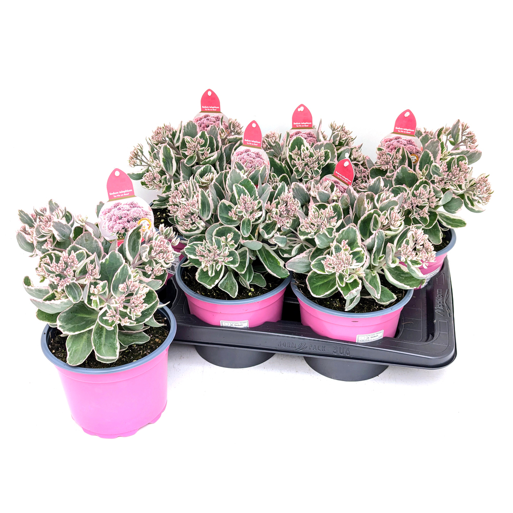 Sedum telephium la vie en rose