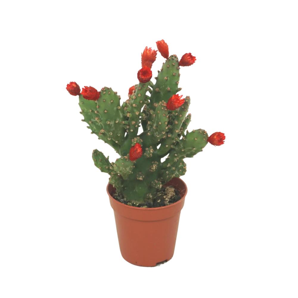 Austrocylindropuntia