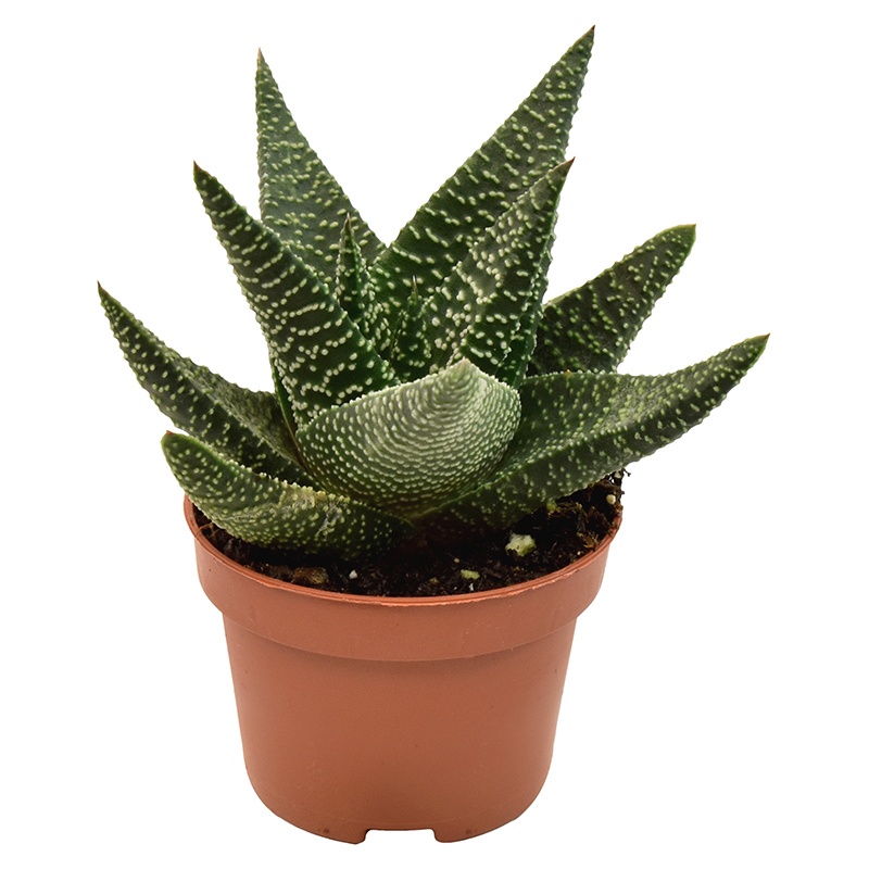 gasterhaworthia