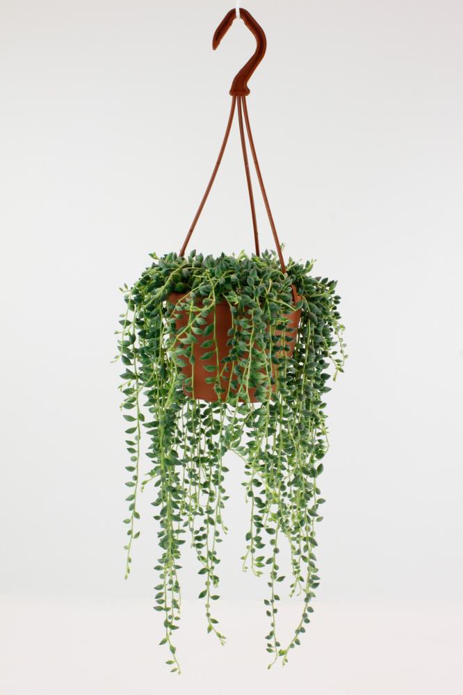 Senecio