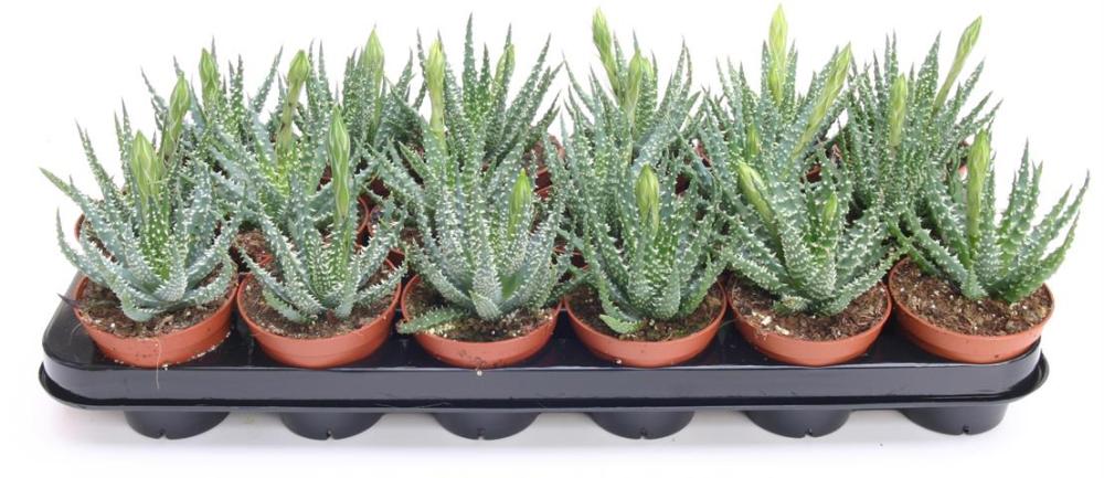 aloe