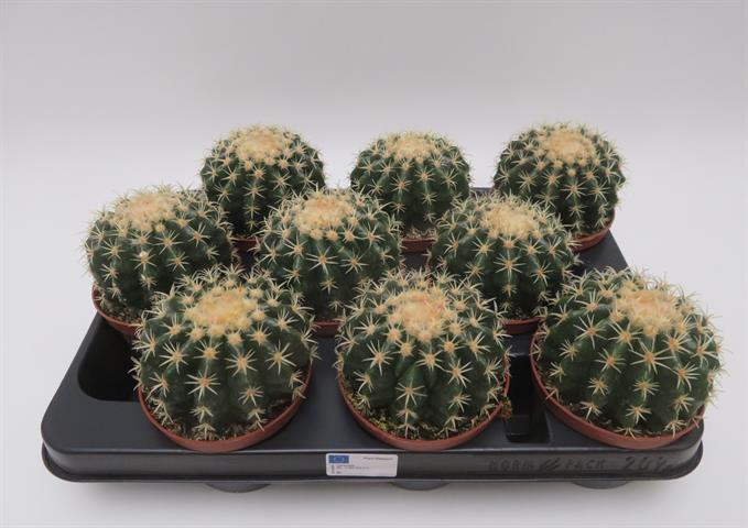 Echinocactus