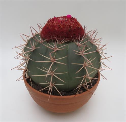 Melocactus