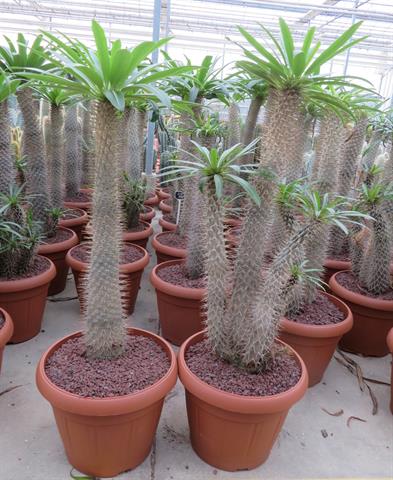 Pachypodium