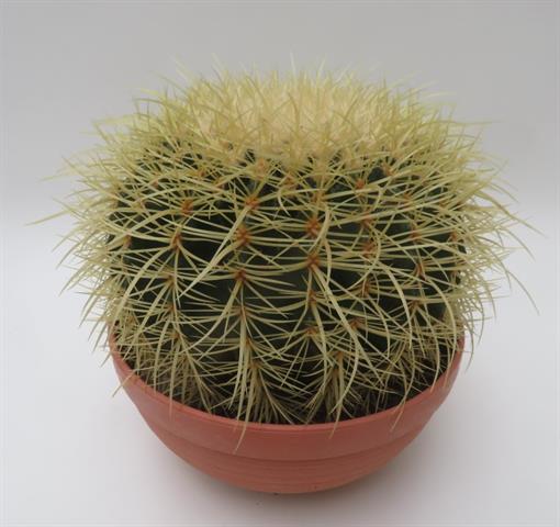 Echinocactus