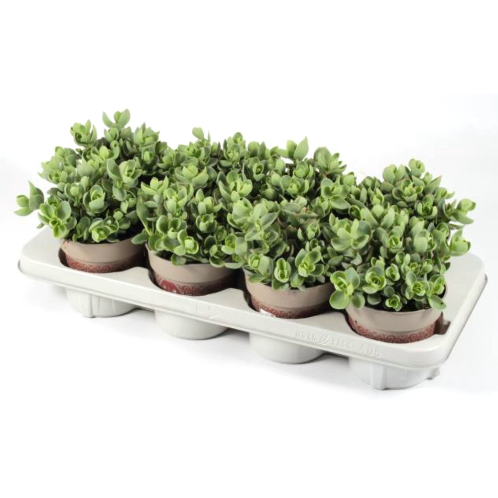 cactées succulentes