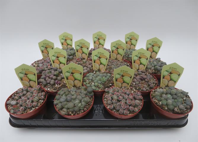 Lithops